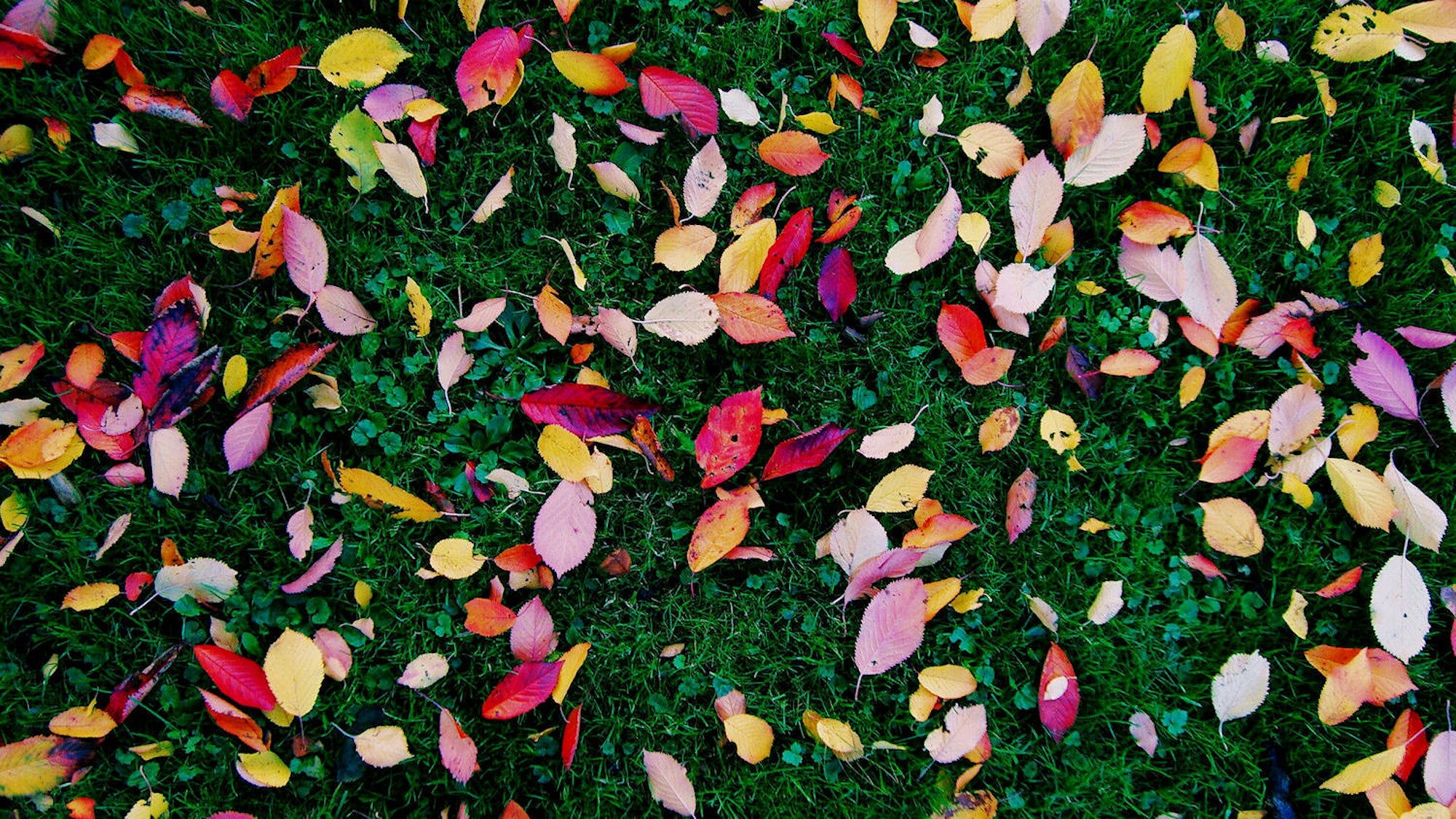 autumn-fall-garden-662852.jpg