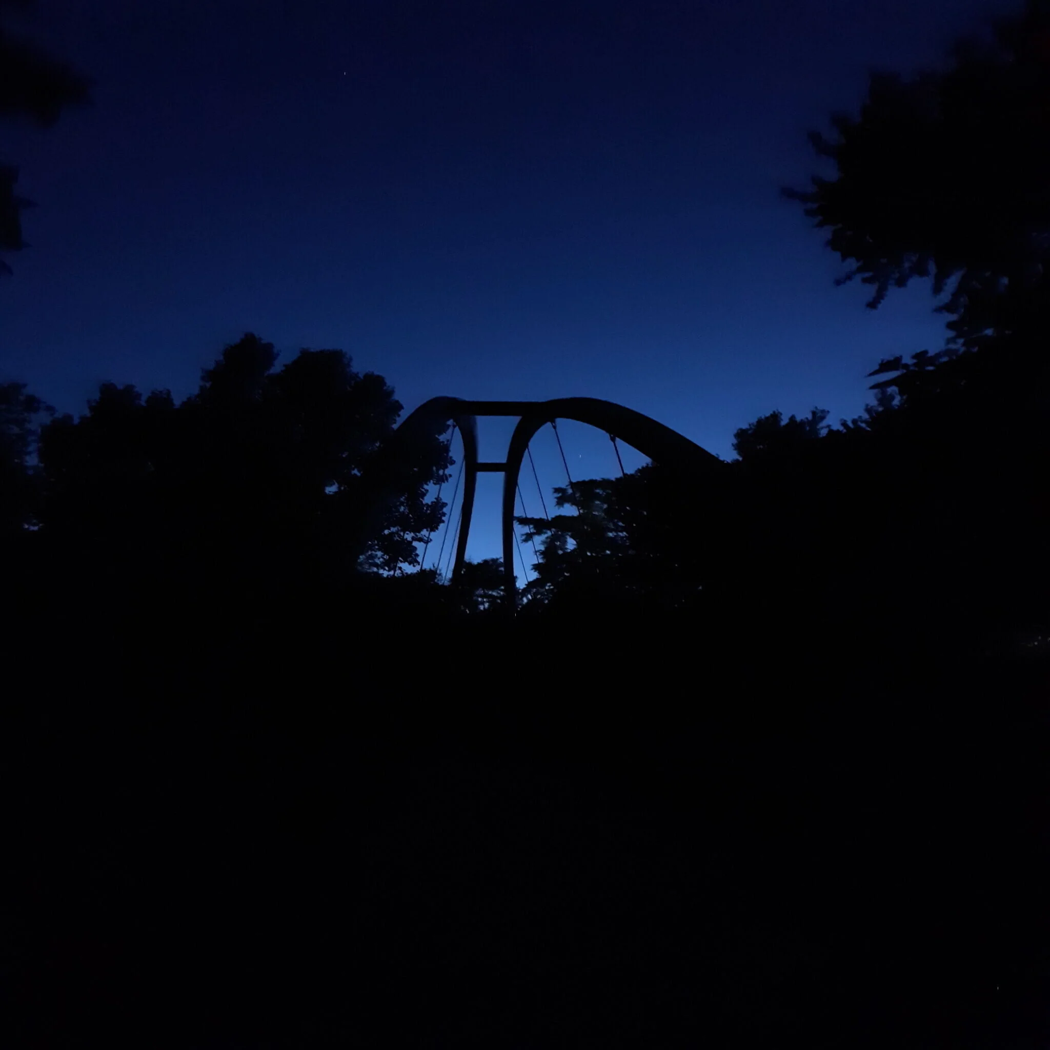 Into The Woods: Running, Writing, and Living Through a Pandemic