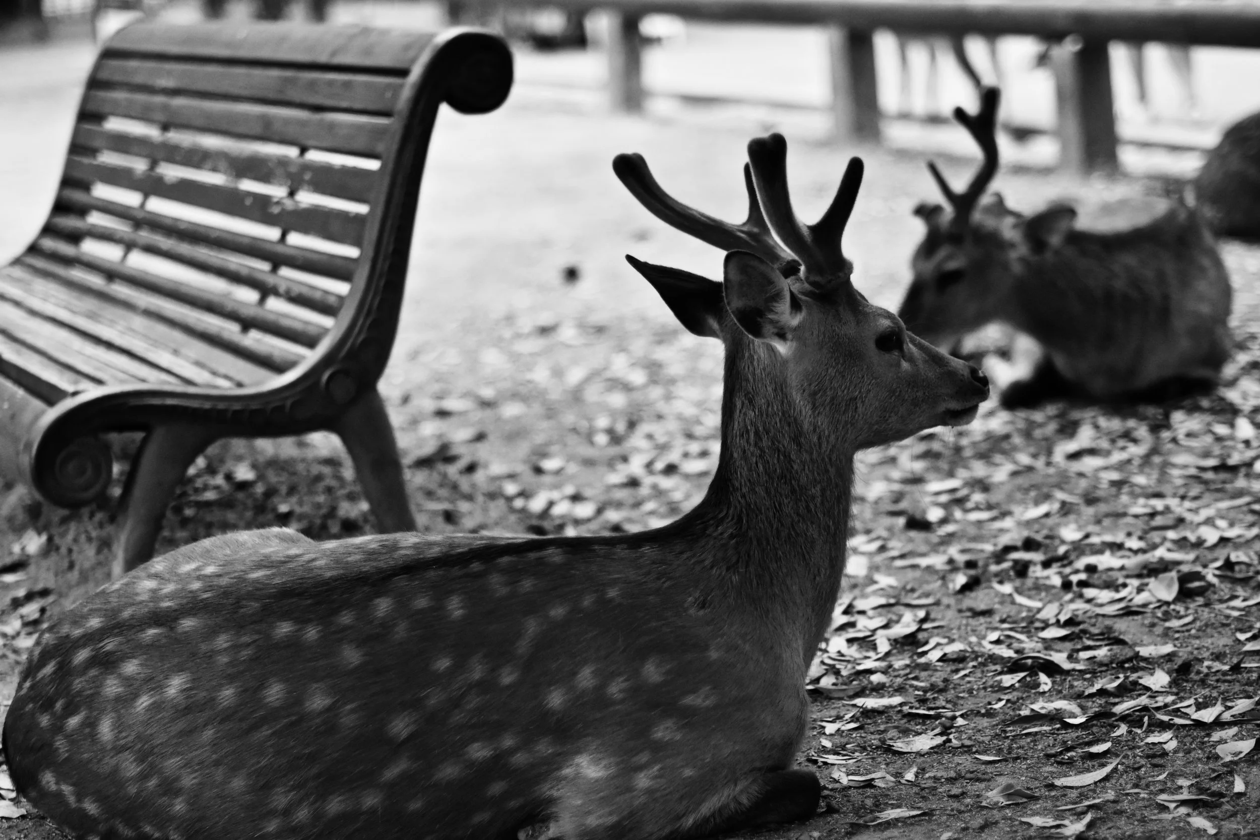 DSC_1417.jpg