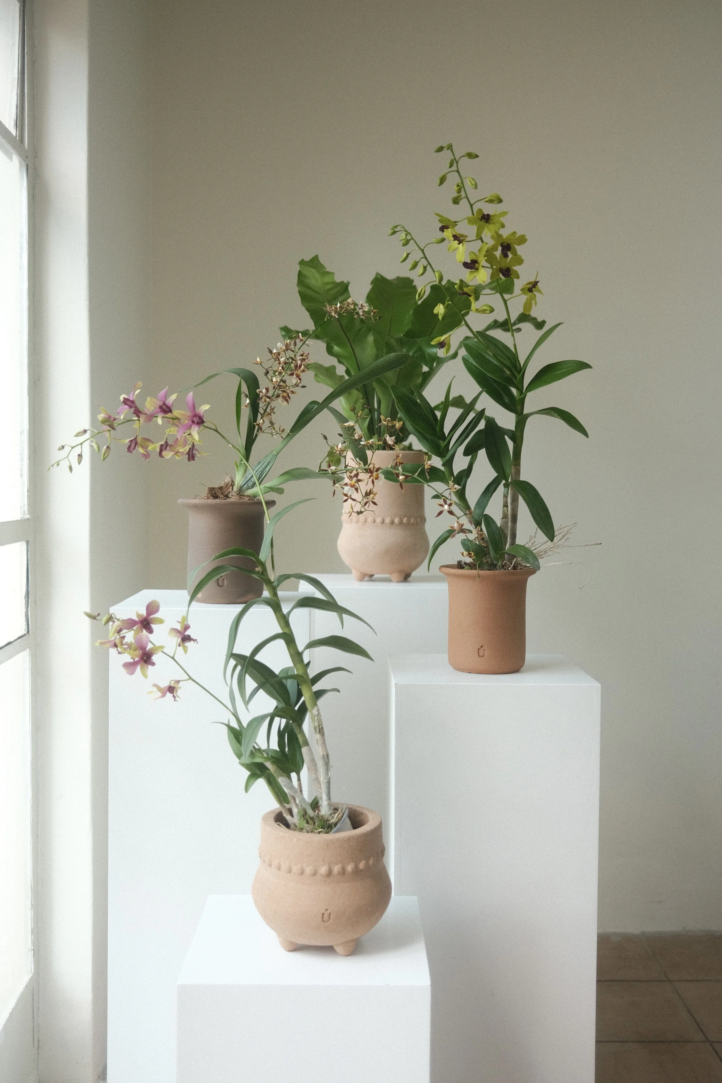 Maceta CÚMULO con planta