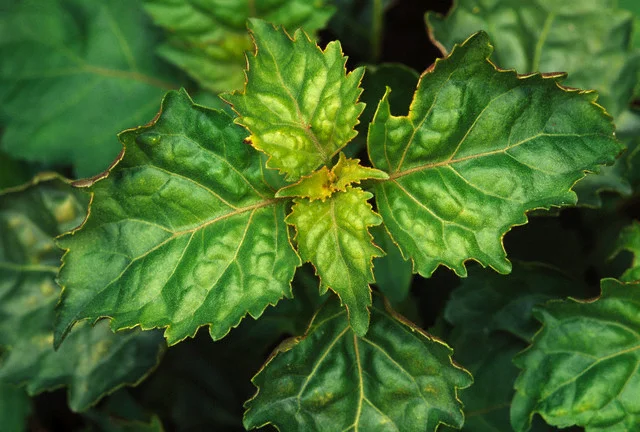 Patchouli_Leaves.jpg