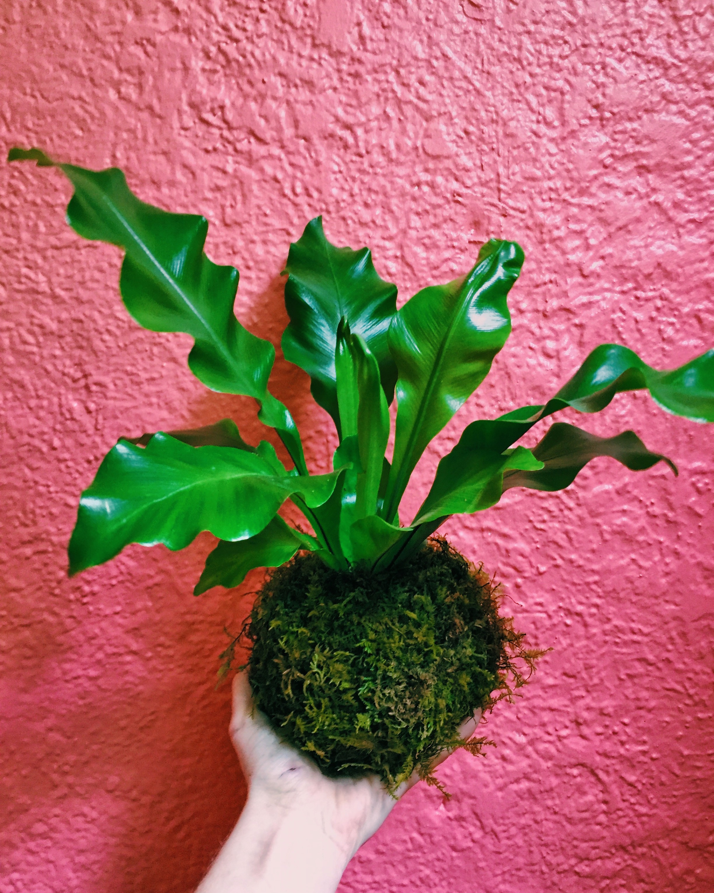 kokedama.jpeg
