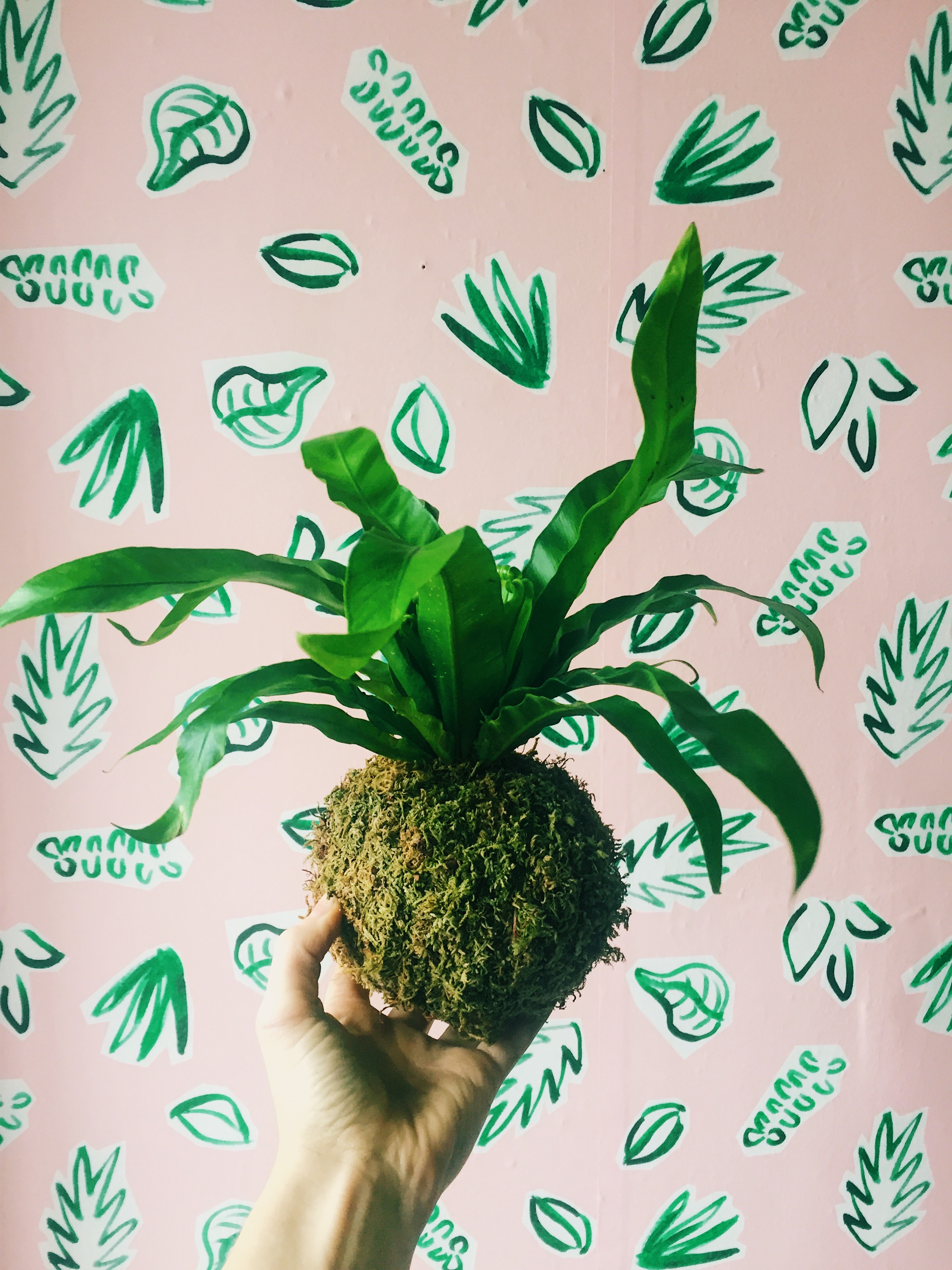 Plants on Pink Wallpaper by Kathryn Zaremba