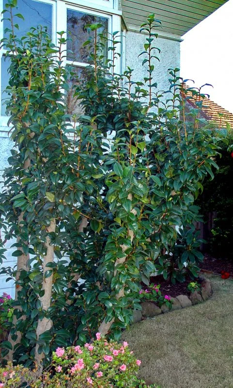 1st after pruning regrowth on J. Wildfire