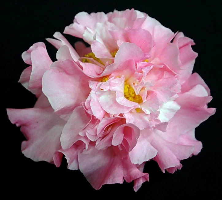  R. Ruta Hagman