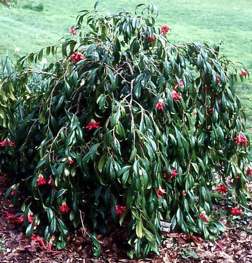  J. Kujaku Tsubaki (Peacock Camellia)
