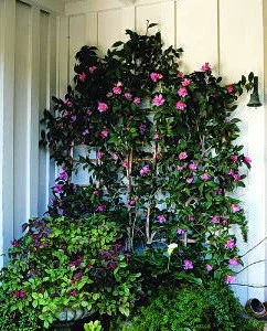  Espaliered Sasanqua