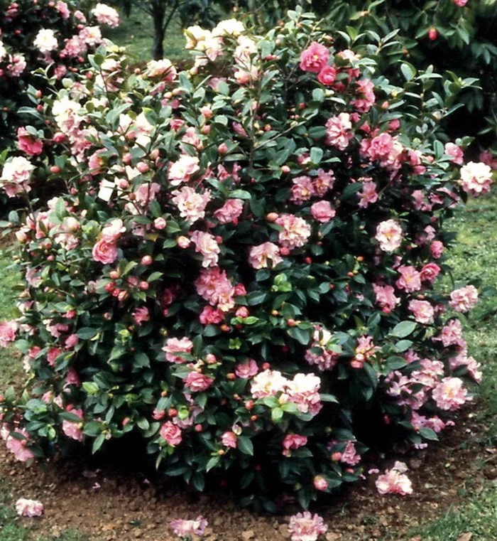  H. Fairy Bouquet bush