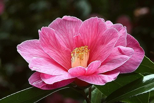 Donation – A most popular Williamsii