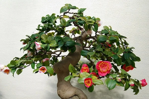Higo Bonsai