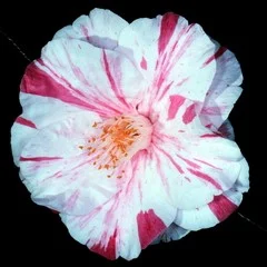 Historic Australian Camellias