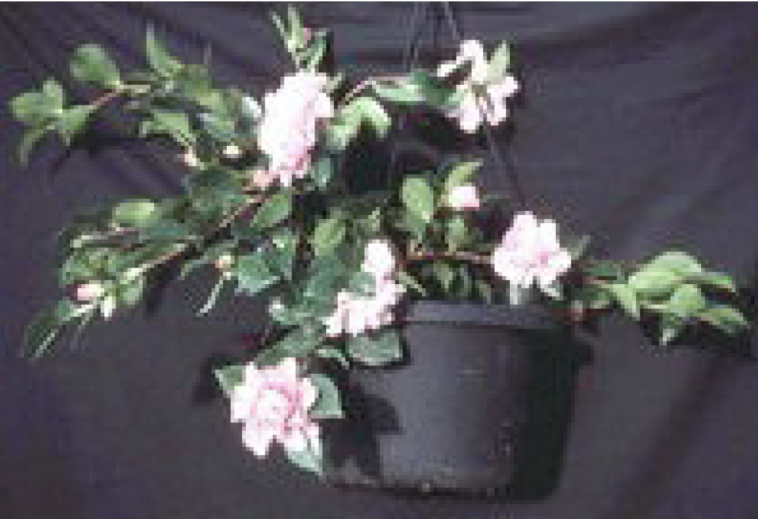 S. Marge Miller in hanging basket