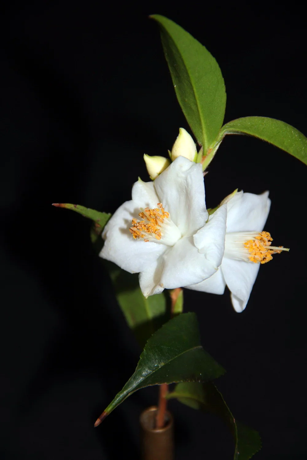 Sp. Salicifolia