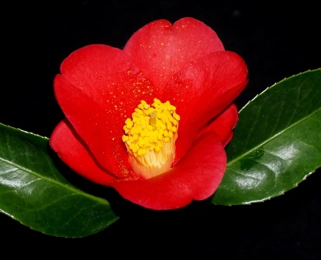 Sp. Chekiangoleosa