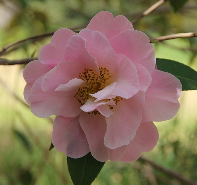 Reticulata — Camellias Victoria Inc.