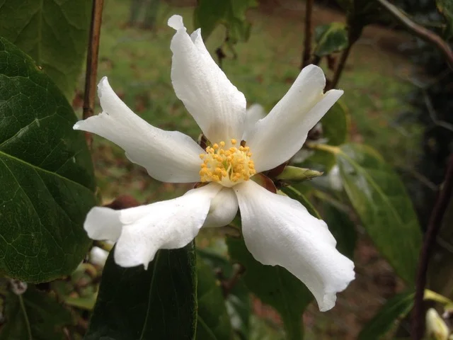 Sp. Yushsienensis
