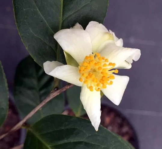 Sp. Furfuracea