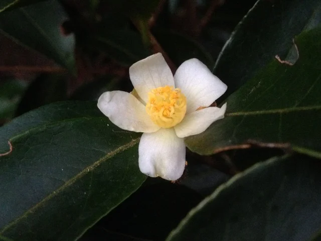 Sp. Tsaii