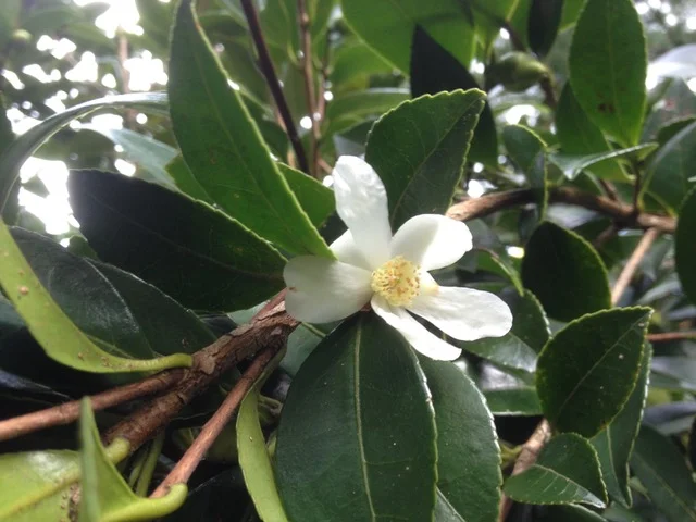 Sp. Tenuiflora