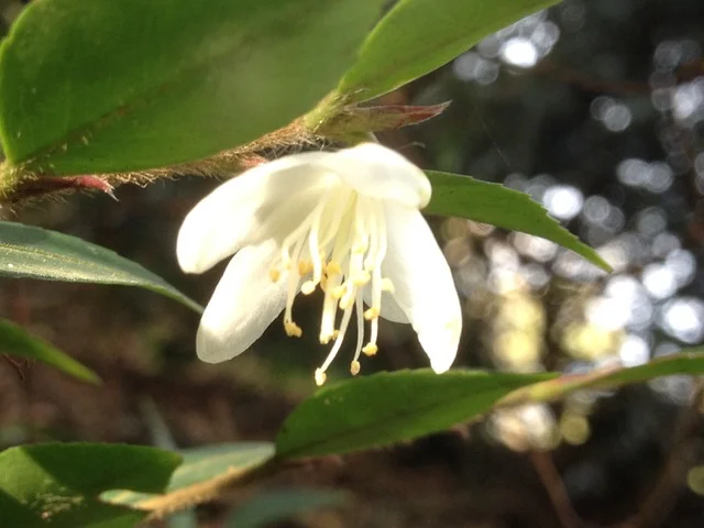 Sp. Transarisanensis