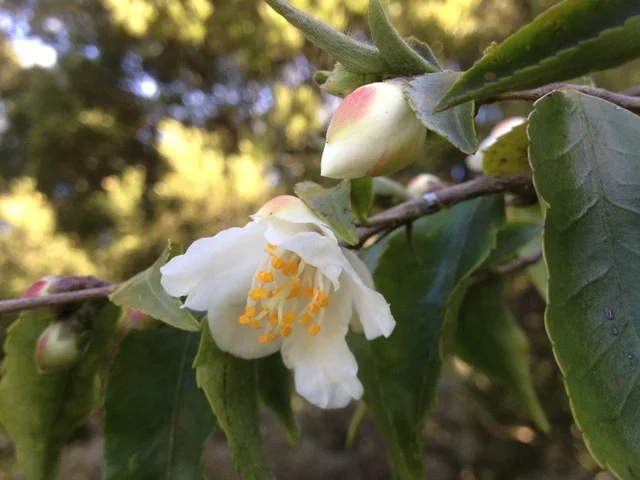 Sp. Fraterna