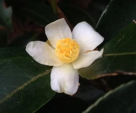 Sp. Kissii