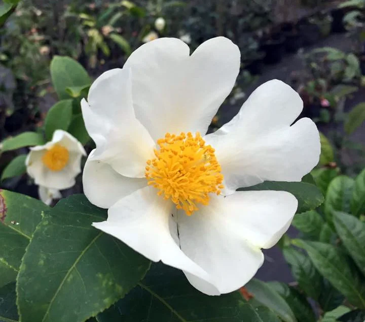Sp. Vietnamensis