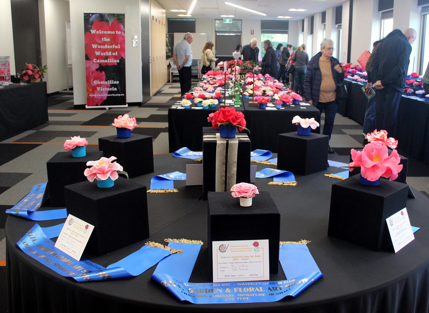 Camellia Show at Waverley held on 17 &amp; 18 August 2019