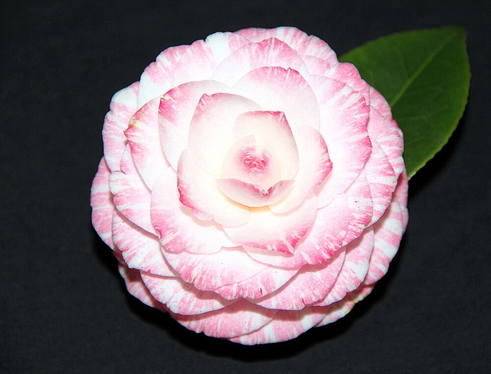 Suggested Varieties — Camellias Victoria Inc.