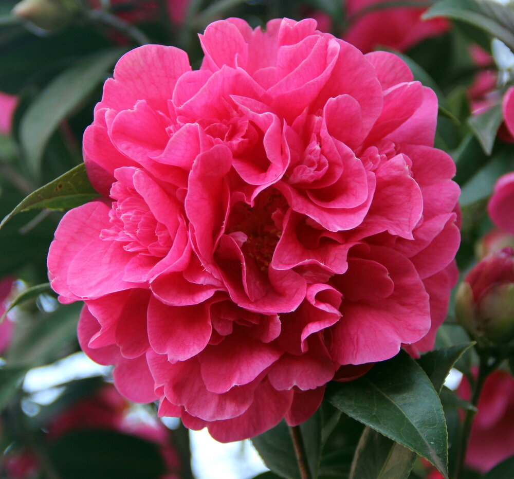 Camellia x williamsii 'Water Lily', Hybrid Camellia