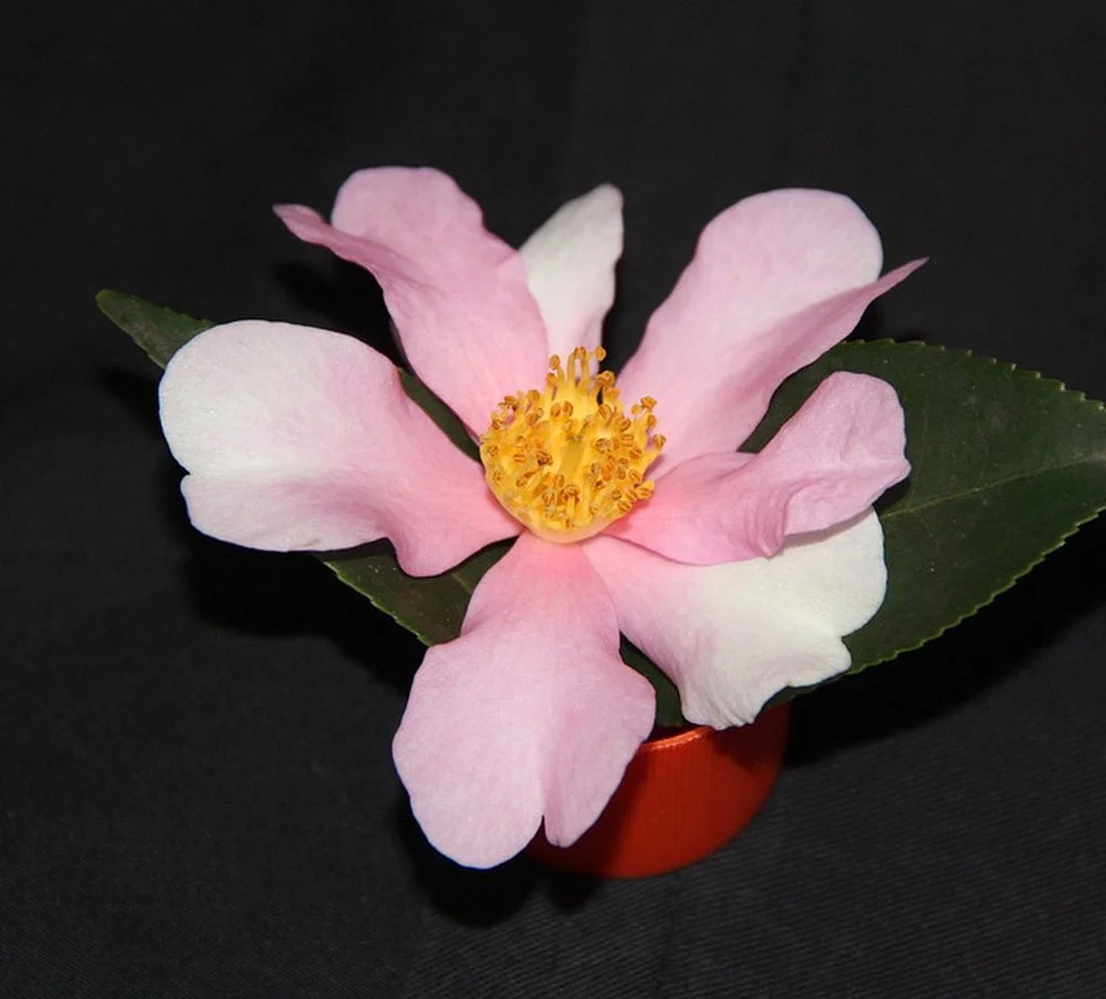 H. Yumi