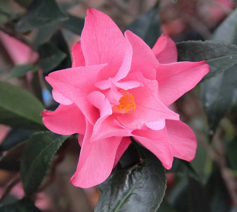 H. Evie's Diamond