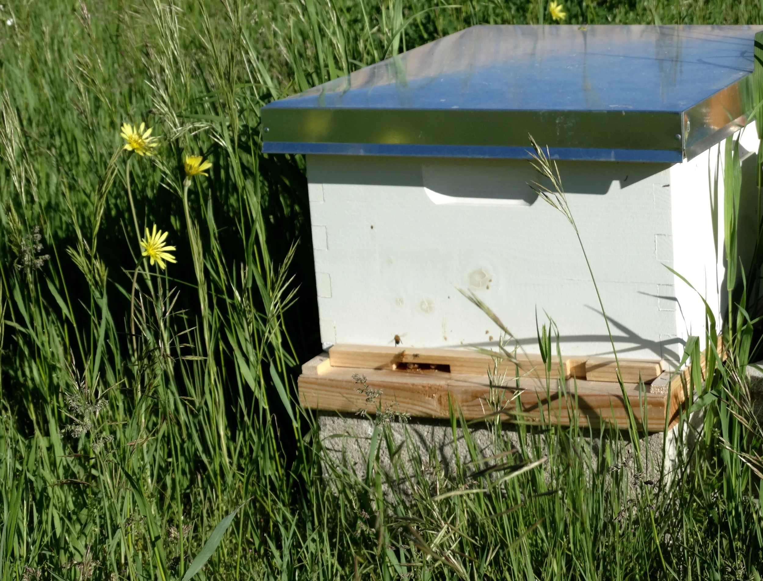 backyard beekeeping.jpg