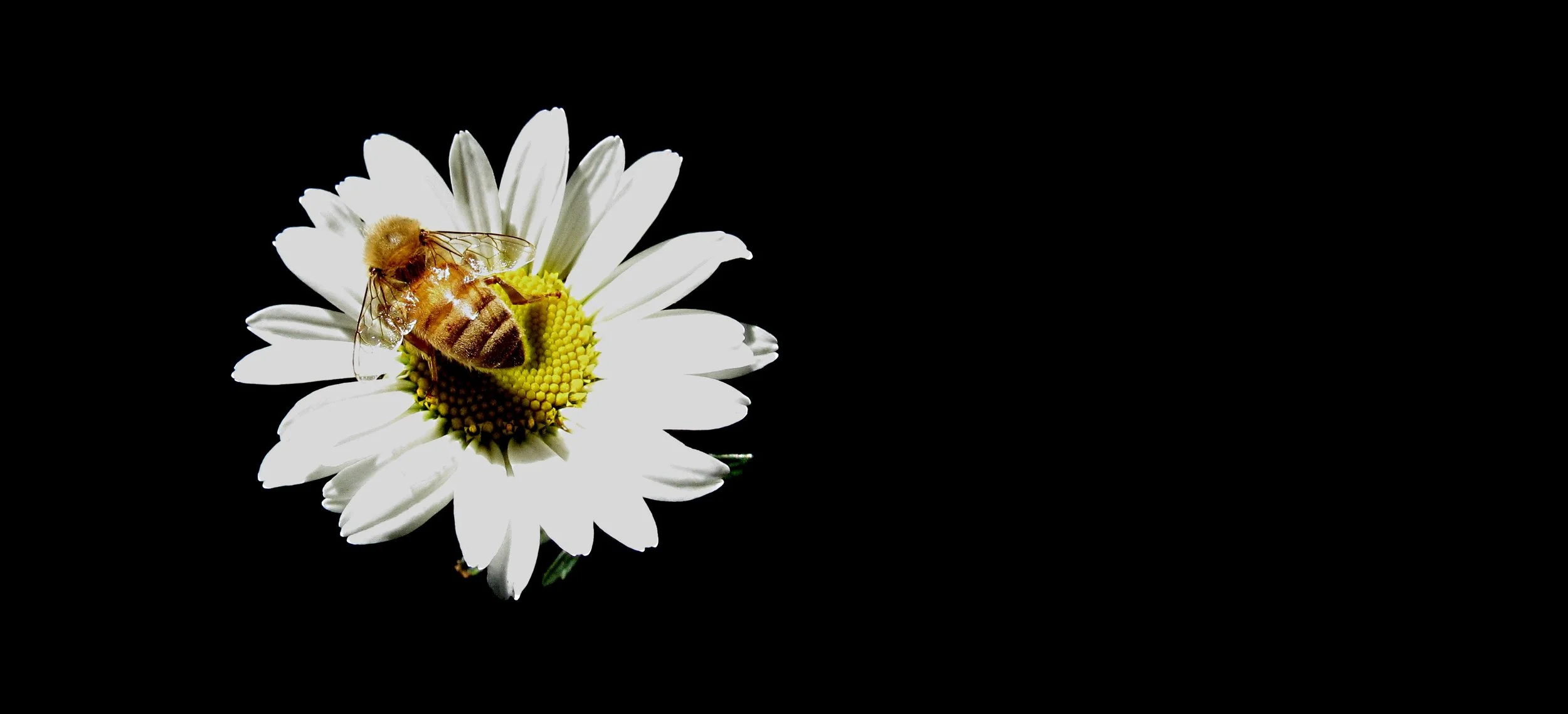 bee,daisy,red flower 002re.jpg