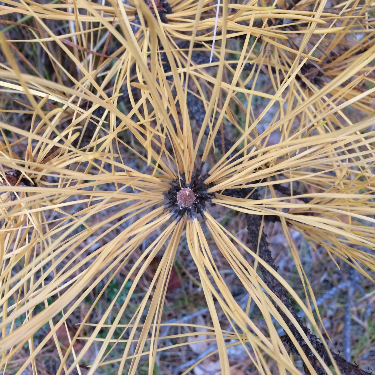 finding_your_lines_and_rhythms