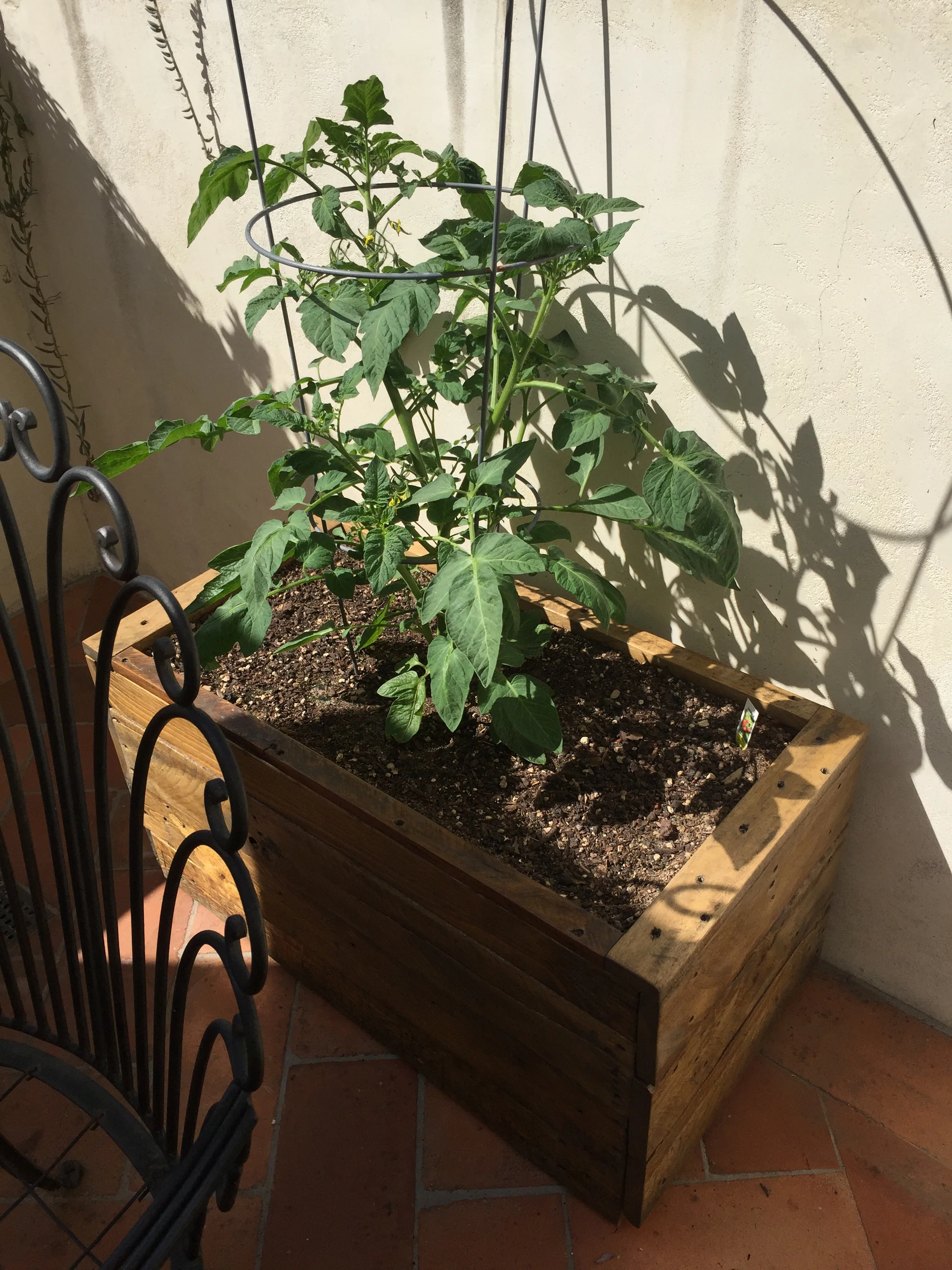 tomatoPlanter.jpg