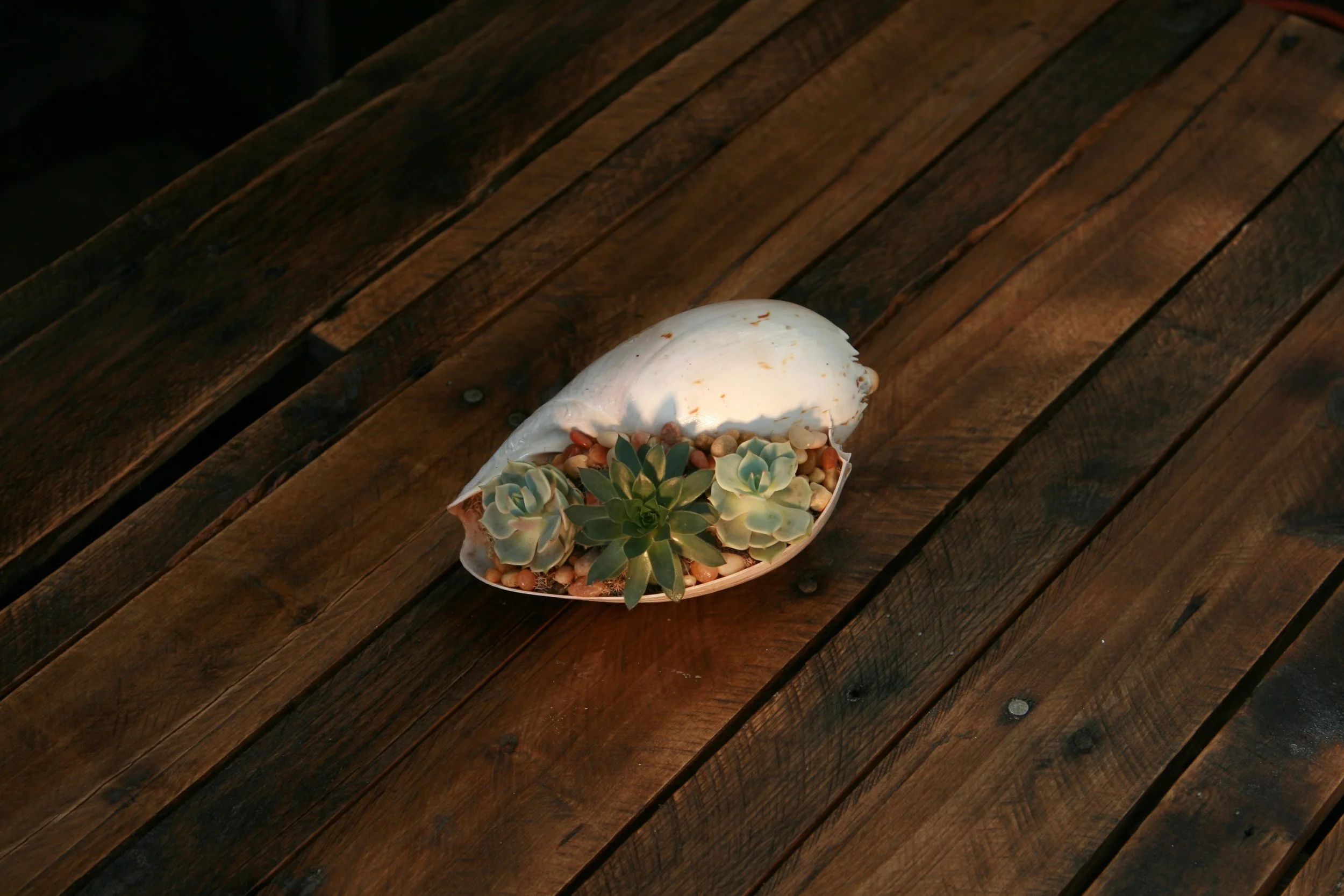 shell1.jpg