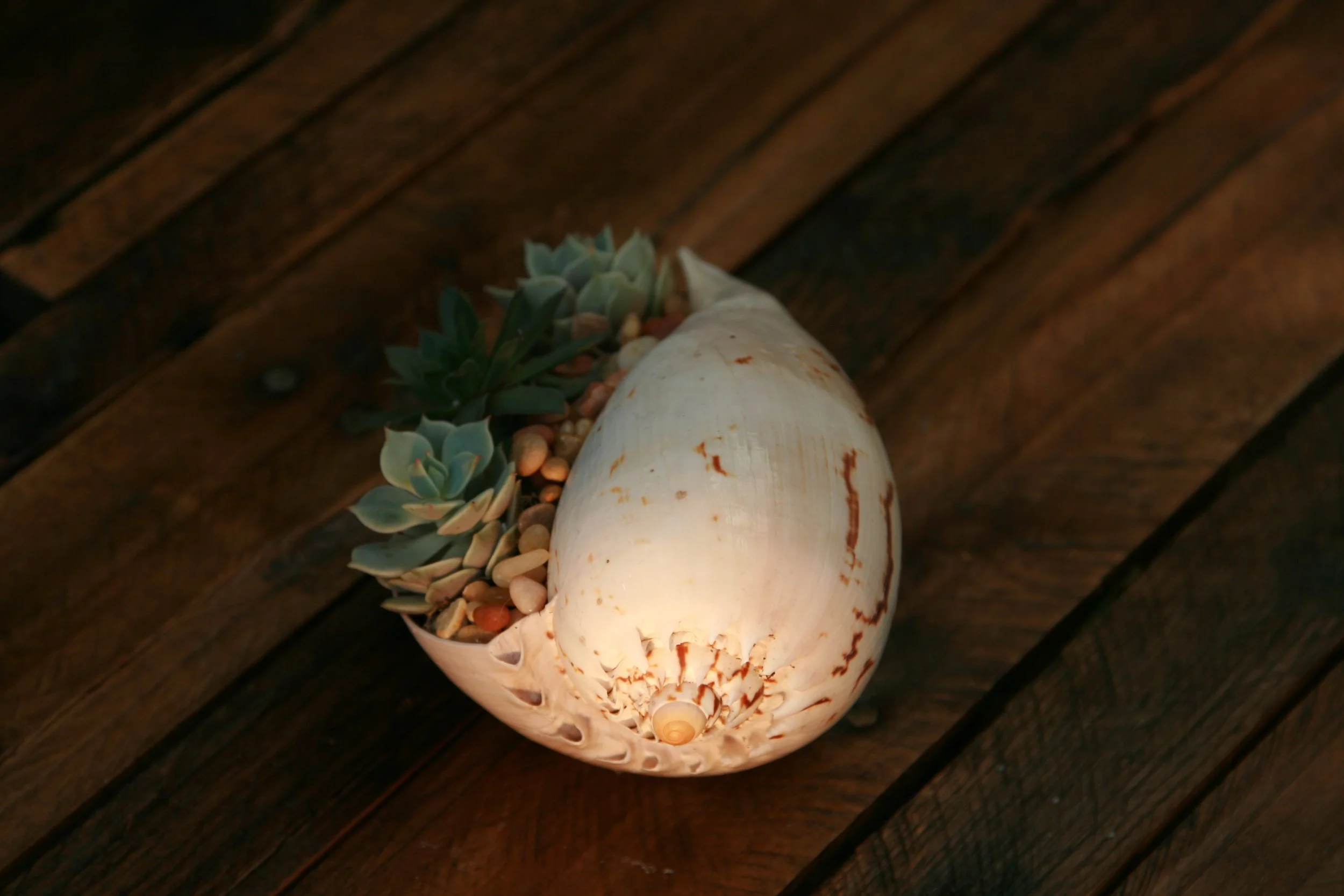 shell3.jpg