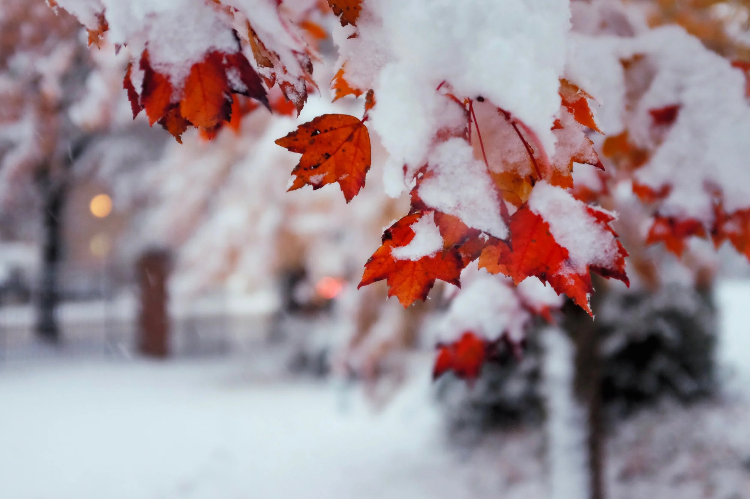 D0A42D40-1794-44B7-B3B0-132D0B3F8F35 Edited.jpeg