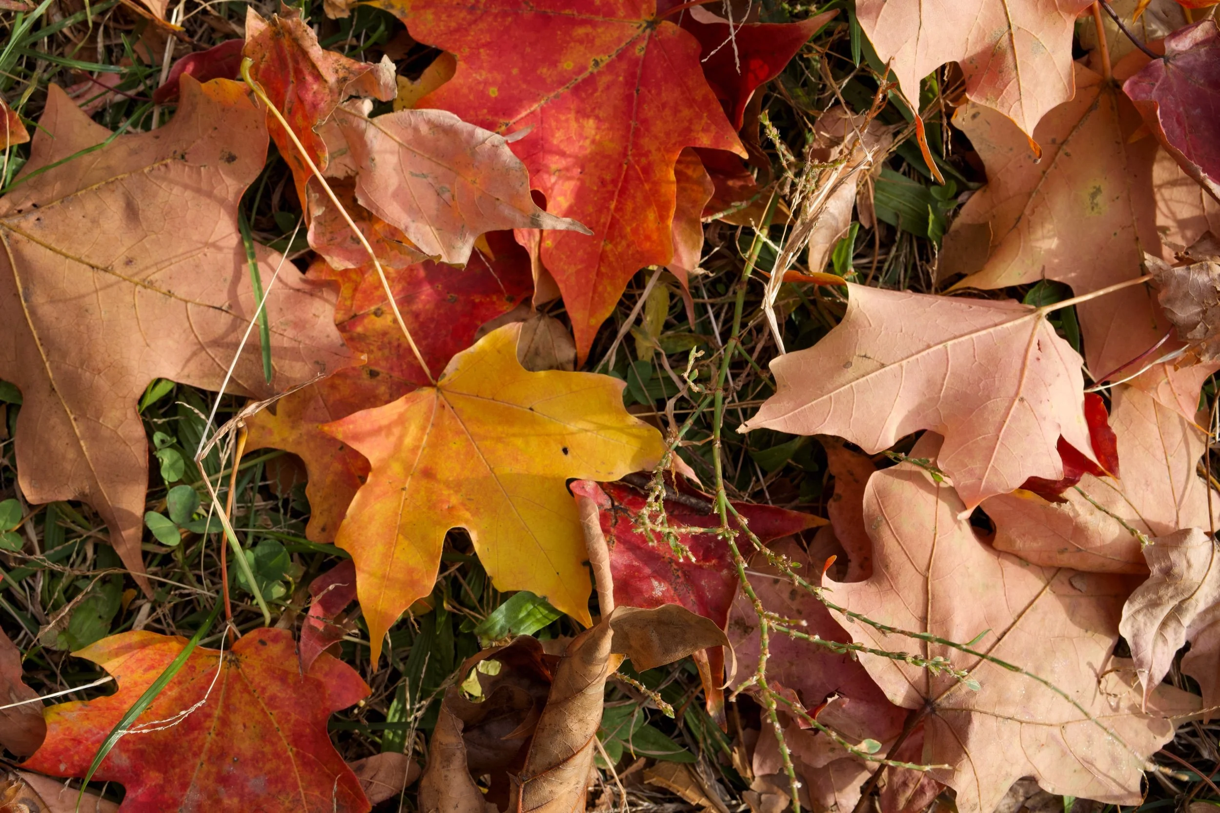 DSC00903 Edited.jpeg