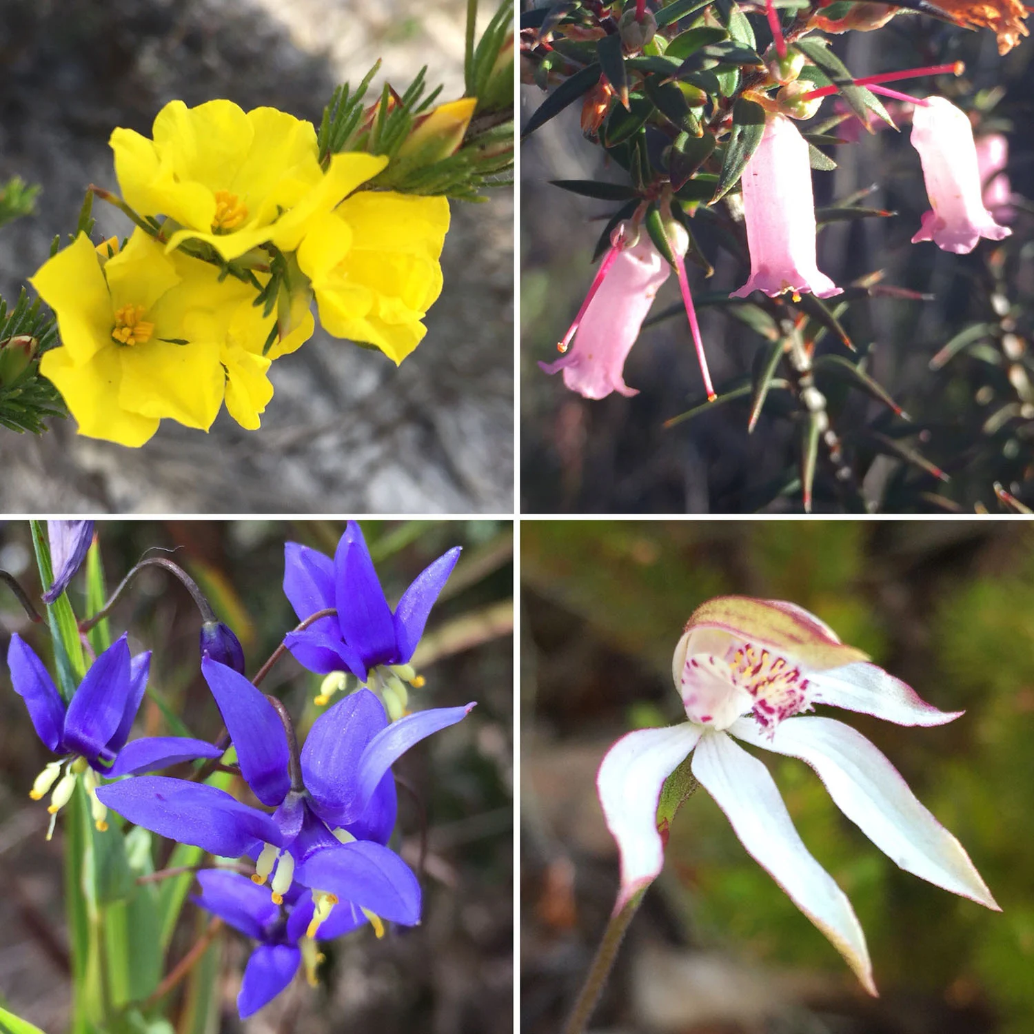 Native wildflowers in the Grampians