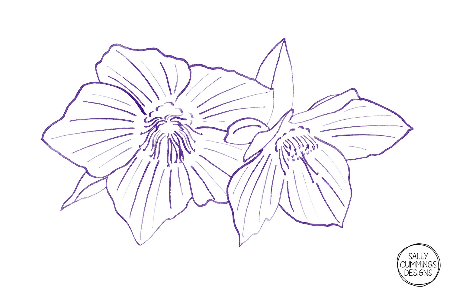 Sally Cummings Designs - Purple Hellebores