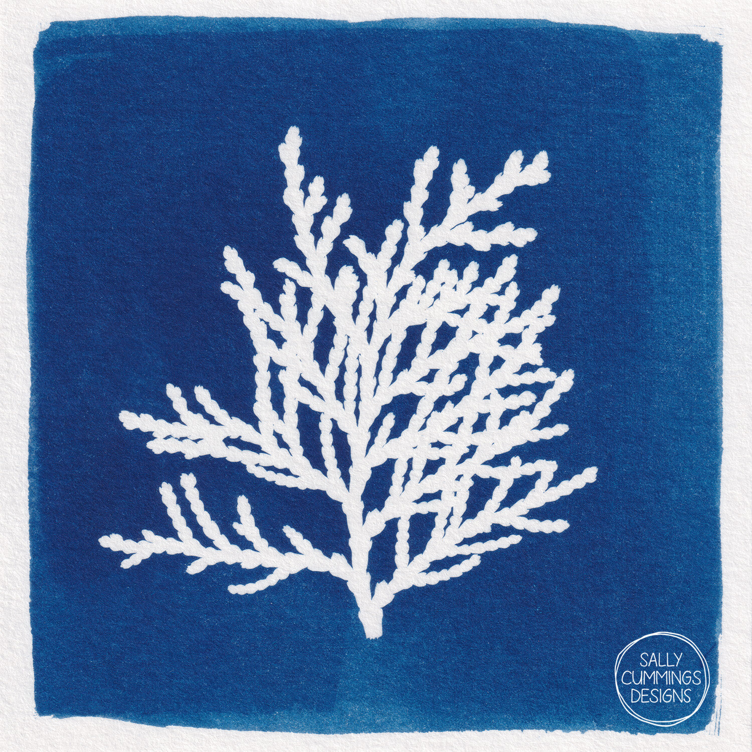 Cyanotype Print - Arborvitae Leaf