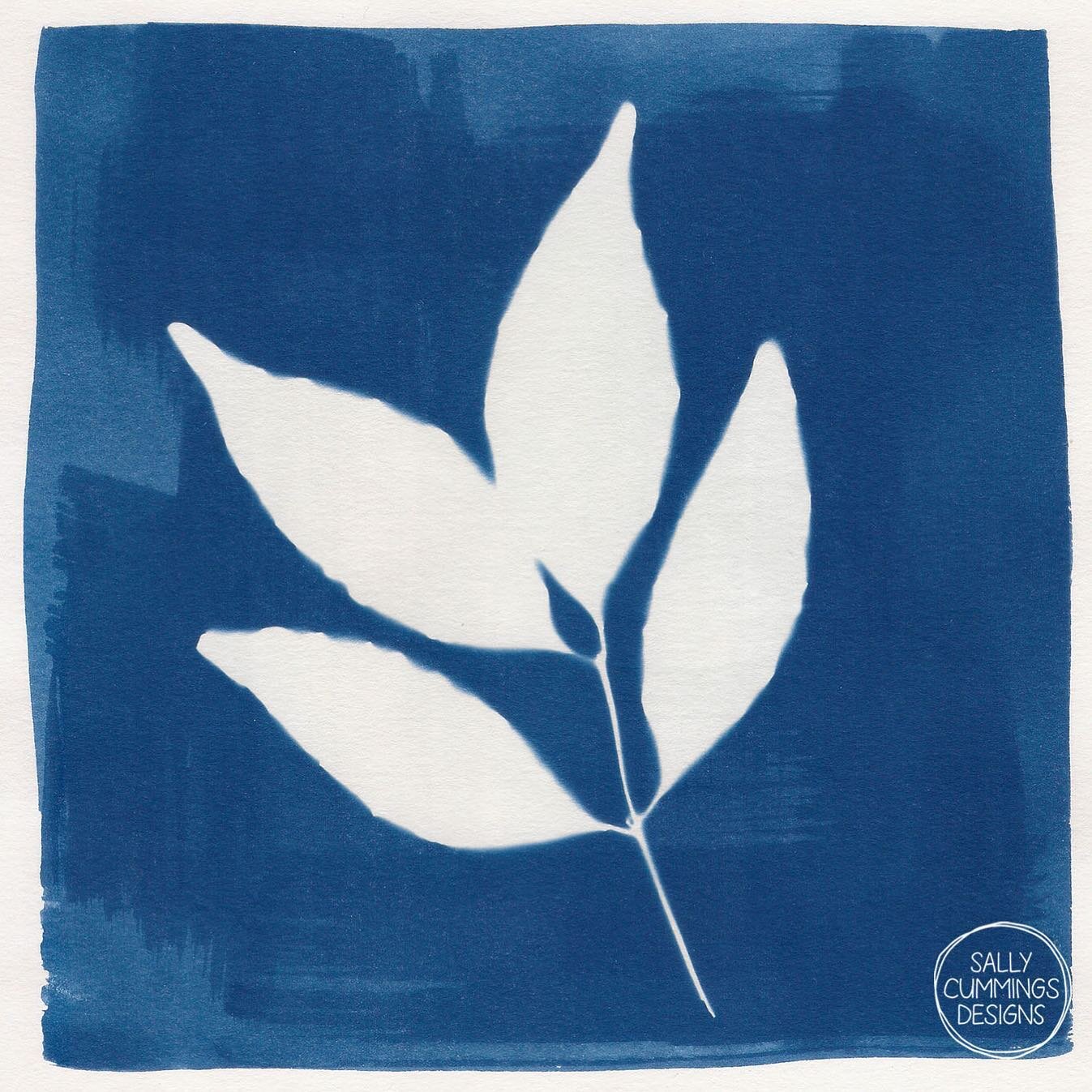 Cyanotype print from May (before I took a break during winter and waited for the sun to return!). Plans are in motion to get professional prints made of some of my best pieces ...

#sallycummingsdesigns #cyanotype #cyanotypeprint