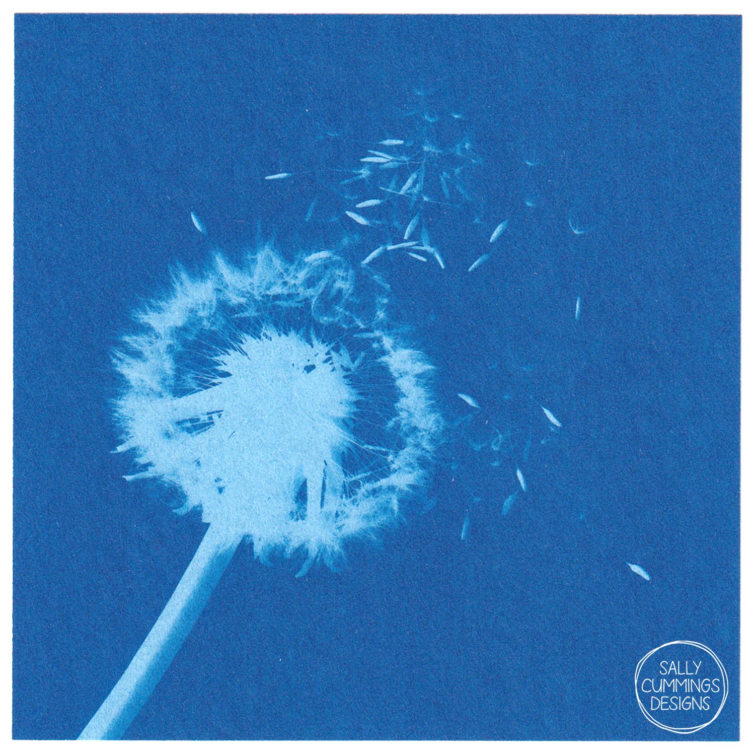 Cyanotype Print - Dandelion Seed Head