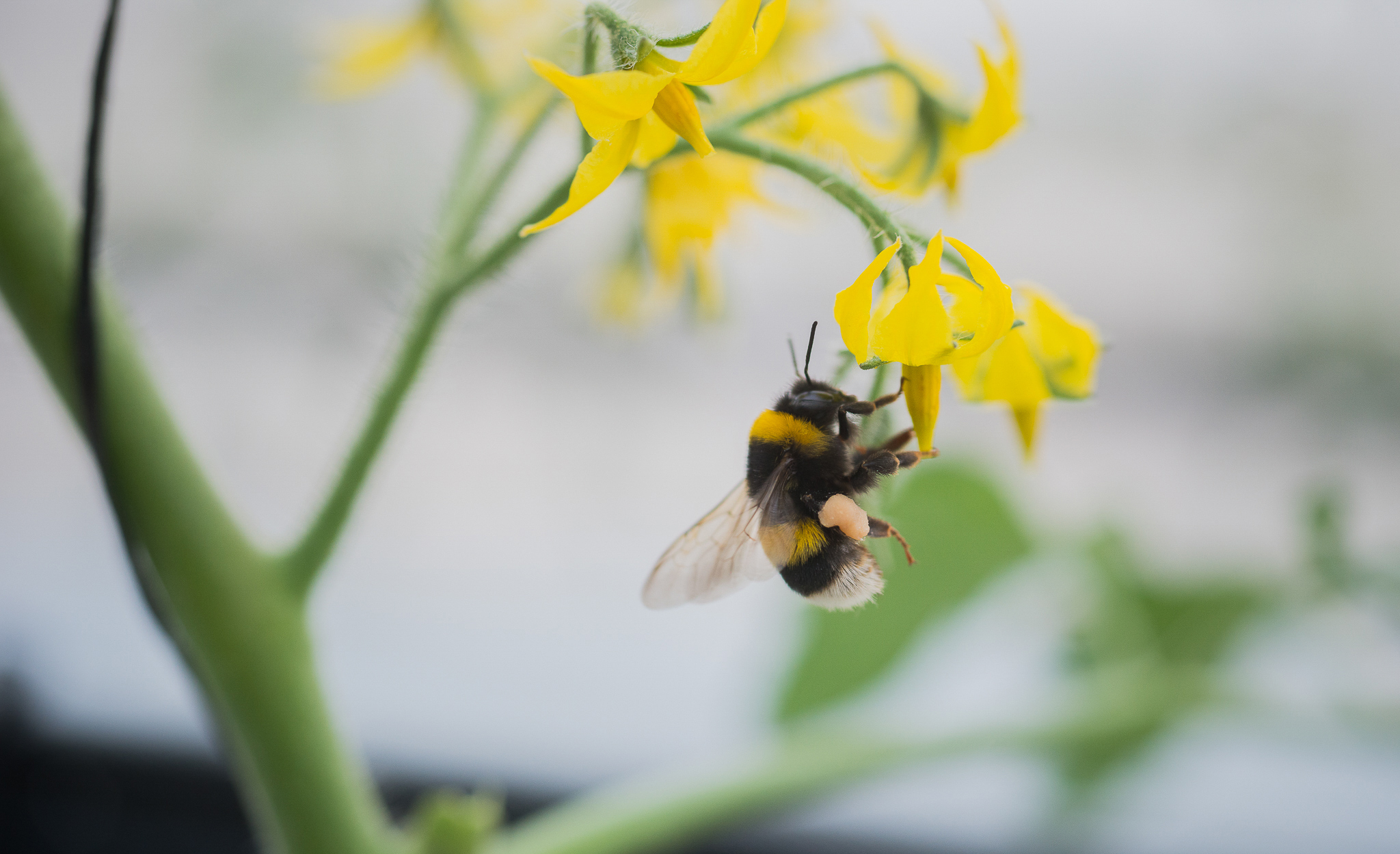 bee.jpg