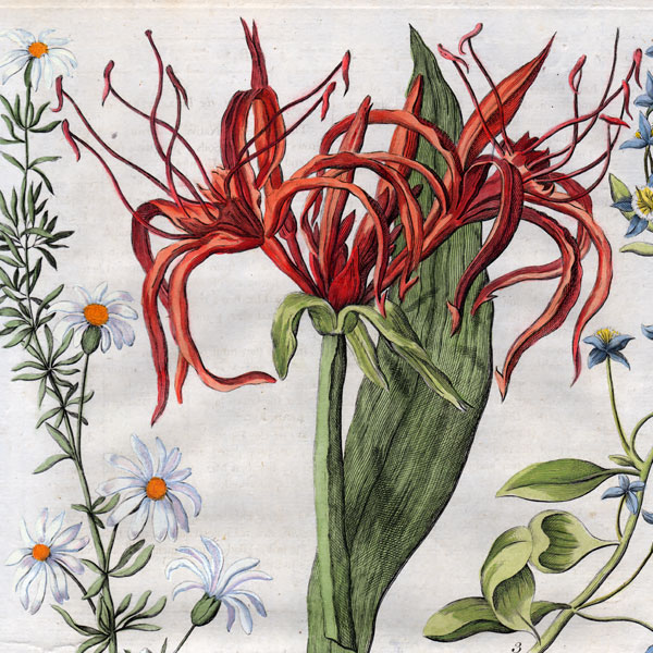 Antique Botanical Prints