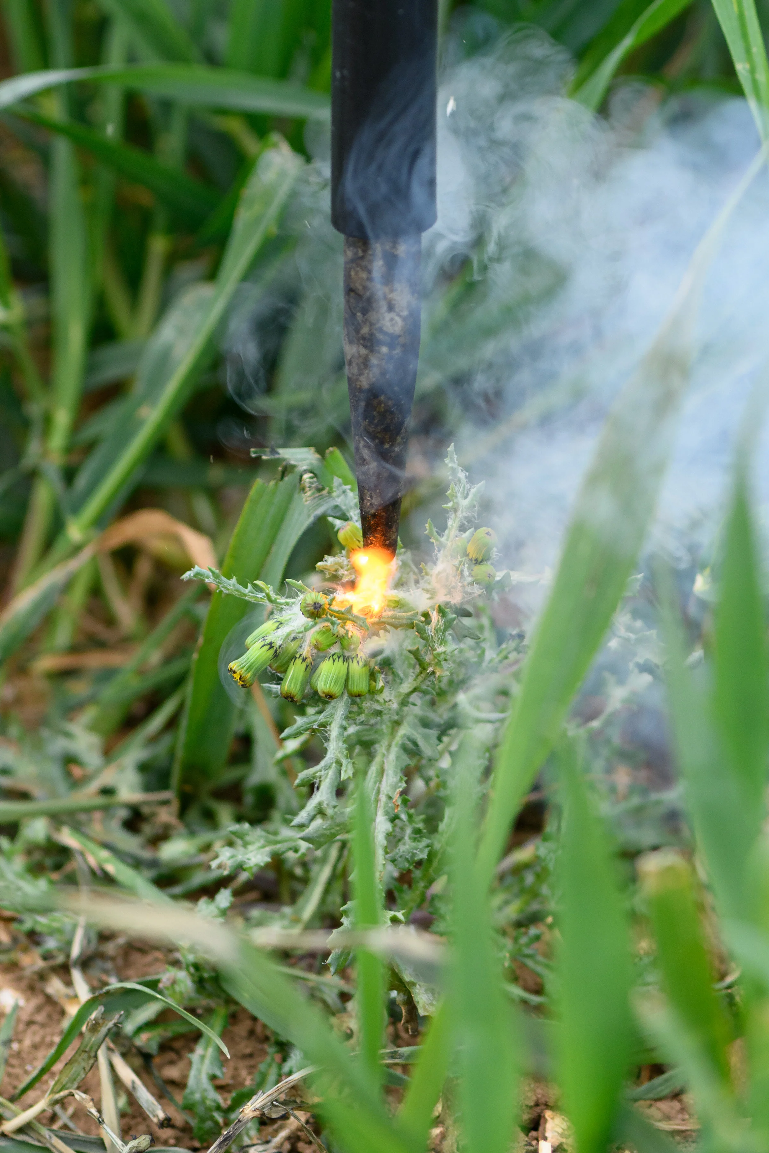 Zapping individual weeds with electrical ‘lightning strikes’, using no chemicals.