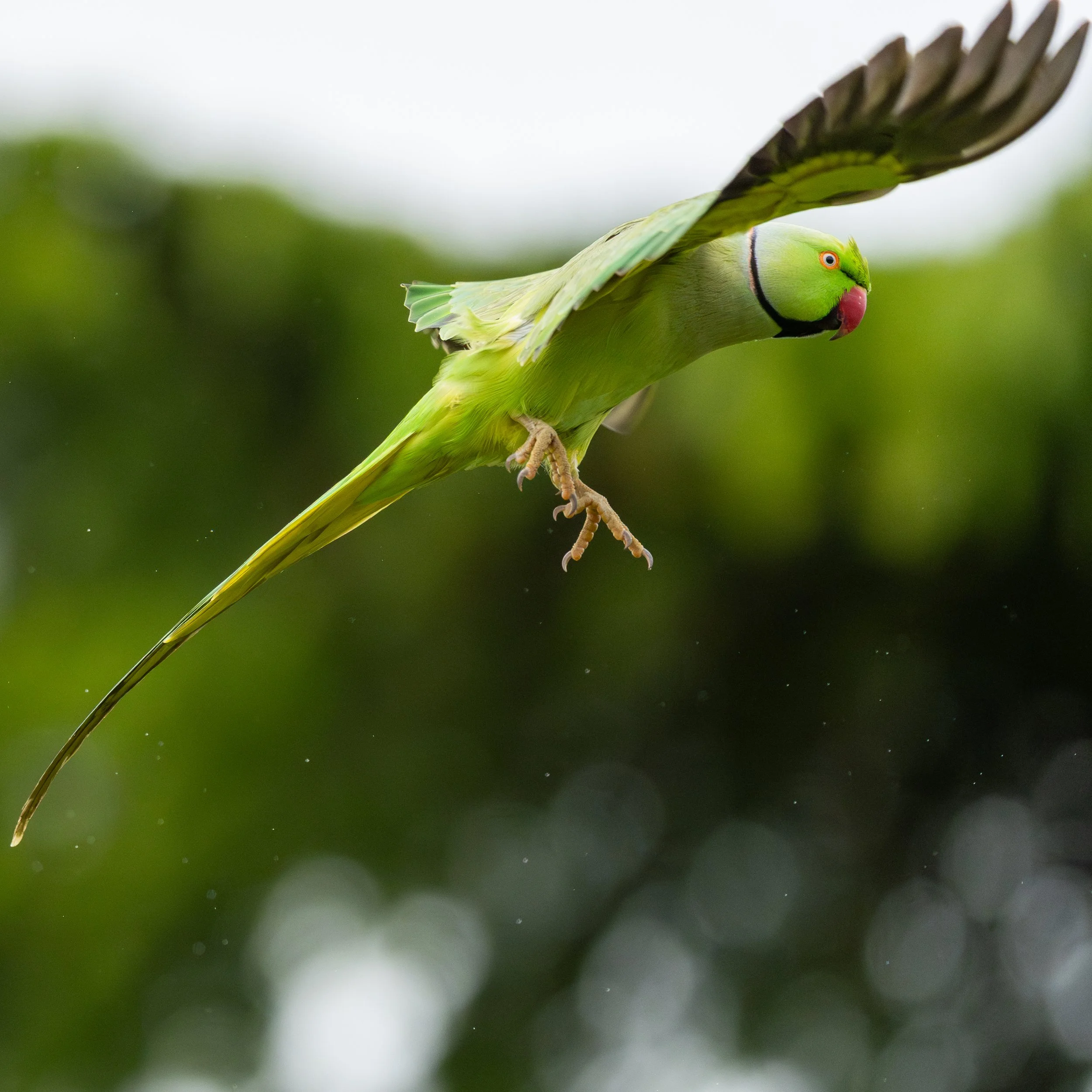 Oiseaux