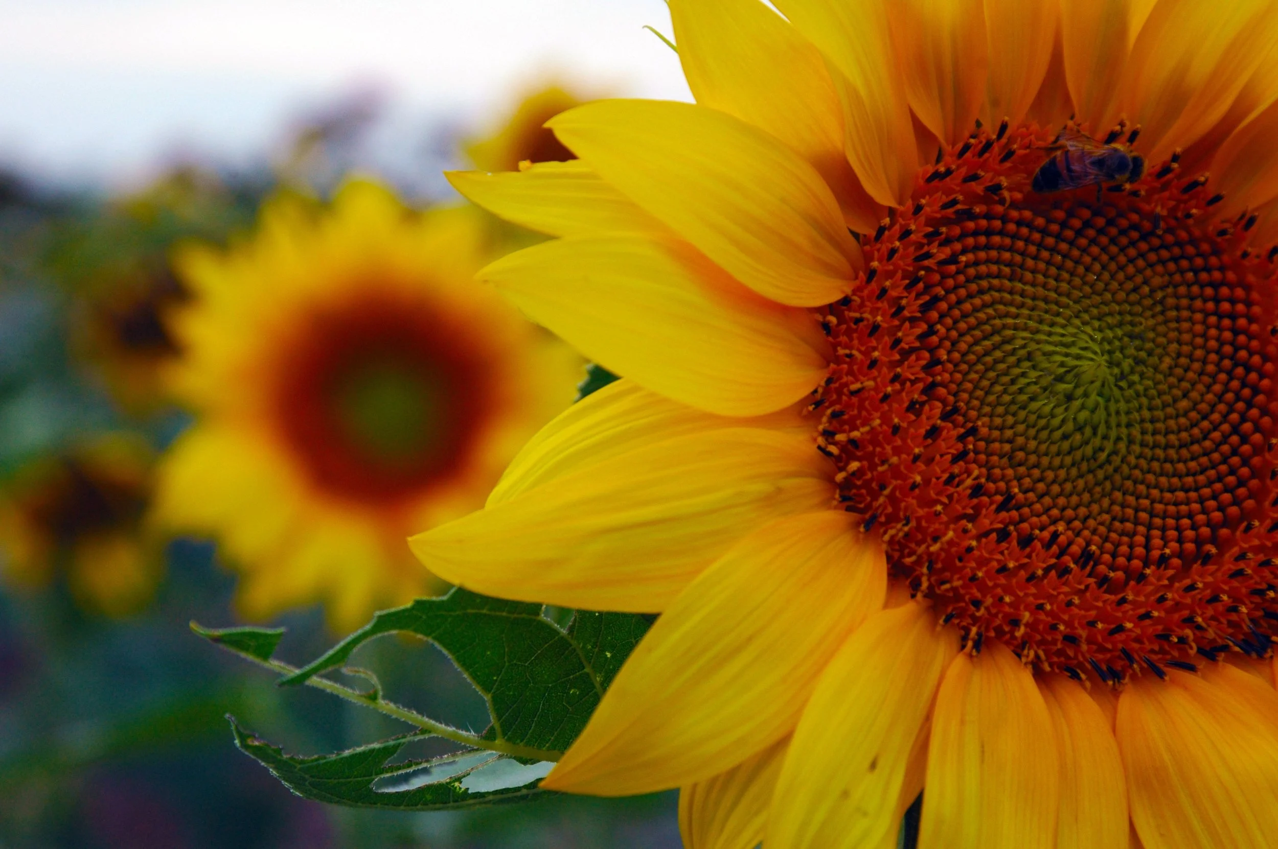 sunflower-1772005.jpg